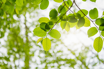 Wall Mural - selective focus green leaf on tree in nature blur background