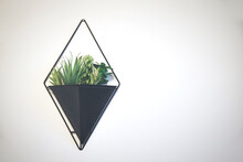 Hanging Planter On A White Background Wall. Home Decorative Plants