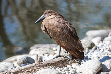 Wall Mural - Hamerkop on the dry log near the lake. African wading bird with brown plumage and long black bill with blurred water in the background.