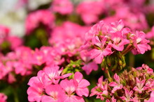 Beautiful Pink Geranium Flower Blossom In A Garden, Spring Season, Nature Background