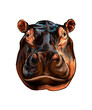 Hippopotamus head portrait from a splash of watercolor, colored drawing, realistic. Vector illustration of paints