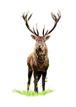 Red Deer From A Splash Of Watercolor, Colored Drawing, Realistic. Vector Illustration Of Paints