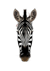 Wall Mural - zebra head portrait from a splash of watercolor, colored drawing, realistic. vector illustration of 