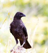 Black Crow Perched On A Log On A Blurred Background