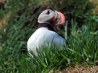 Wall Mural - colorful atlantic puffin in his nesting colony on a sunny summer day in the eastern fjotds of iceland