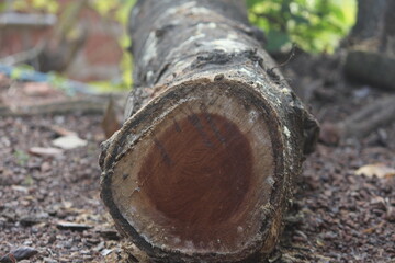 cut tree stump