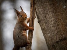 Close-up Of Squirrel On Tree Trunk