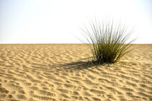 Closeup Of Green Plant And Sand Dunes In Al Qudra Desert, Dubai, United Arab Emirates