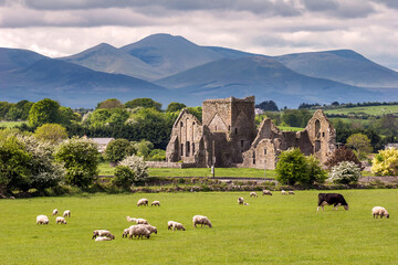 Leinwandbilder - The Very Scenic And Green Country Side Of Ireland At The Rock Of Cashel With Sheep And Cows Grazing