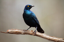 The Cape Starling, Red-shouldered Glossy-starling Or Cape Glossy Starling (Lamprotornis Nitens) On The Branch. Metallic Blue Bird With Orange Eyes And Light Background.