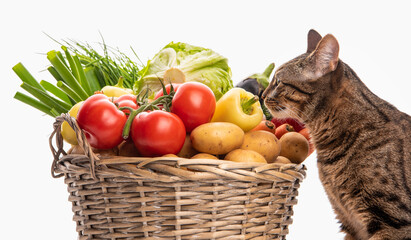 A cat and a basket of vegetables. Place for your text. Isolate on white background 