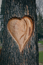 Big Heart Carved On The Bark Of A Dead Tree.
Monument To The Love For Trees And Nature.
Romantic Gestures In Verona, The City Of Love. Heart Carving Photo.