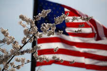 Flowers Against American Flag