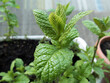 Fresh mint plant homegrown