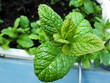 Fresh green mint homegrown plant
