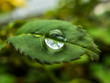 Green leaf with rain drop, close up