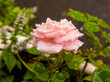 Pink rose with rain droplets