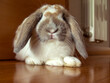 Pet bunny. Long eared mini lop belier