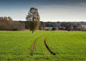 Canvas Print - Wheat field and big tree.