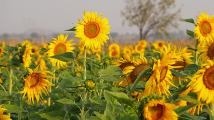 Wall Mural - View of swinging sunflowers due to wind in a field