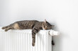 © Sergei Malkov - The cat lies on a heating radiator against the background of a gray wall. The cat warms up on the battery