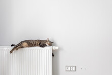 The Cat Lies On A Heating Radiator Against The Background Of A Gray Wall. The Cat Warms Up On The Battery
