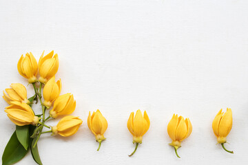 Wall Mural - ylang ylang yellow flowers of asia arrangement flat lay postcard style on background white