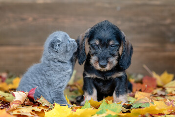 Canvas Print - Kitten whispers in puppy's ear secrets on autumn foliage