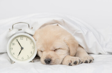 Poster - Golden retriever puppy sleeps with alarm clock under white warm blanket on a bed at home