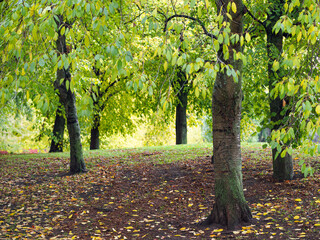 Wall Mural - Soft focus shot of beautiful lush trees in the park