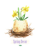 Fototapeta Lawenda - Flowers in an eggshell. Spring narcissus. Watercolor vase egg. Flowers in nest