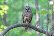 Close-up Portrait of a Barred Owl in Spring on Green Background
