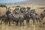 Fototapeta Sawanna - Zebra harem standing together in Serengeti National Park of Tanzania