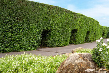 Fototapete - Topiary garden design, green leaf wall plant on asphalt walkway in gardens