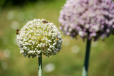 Fototapeta Kuchnia - Kwiaty czosnku w ogrodzie, owady