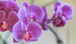 Formen und Farben der Natur -Orchidee