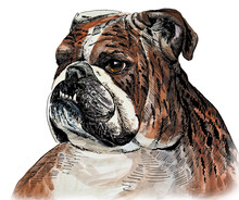 Brown English Bulldog Drawn In Watercolour And Ink