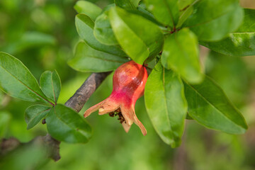 Branch of pomegranate tree with small red fruits