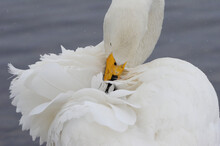 Preening Feathers, Beautiful White Swan In Lake Kussharo, Hokkaido In Japan