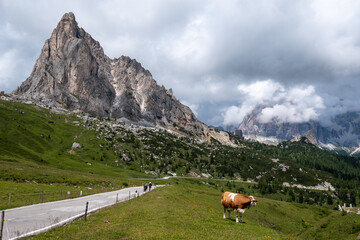 Leinwandbilder - View Of A Cow On Mountain Landscape