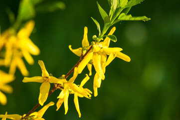 Wall Mural - A large bush of bright yellow flowers of the Forsythia plant, Easter tree, in the park on a sunny day in early spring, a beautiful floral background, close up.