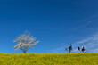 菜の花と桜の咲く土手を自転車に乗る男女高校生。春,入学,卒業,進学,通学イメージ