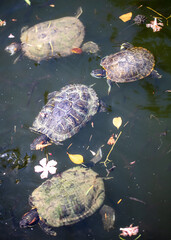 Sticker - Marsh turtle swims in the water.