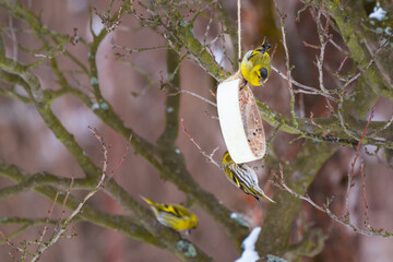 Eurasian siskin feeding on seeds hanging from a tree branch in a donut-shaped case. Little colored birds fighting for food. European wildlife.