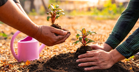 Planting a wooden sapling by the hands of a volunteer family Reduce global warming problems To be friendly to the environment and the social responsibility campaign of the new generation.