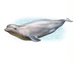 The beluga whale (Delphinapterus leucas)