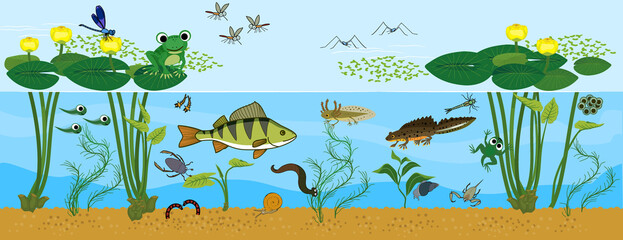 Poster - Ecosystem of pond. Animals living in pond. Diverse inhabitants of pond (fish, amphibian, leech, insects and bird) in their natural habitat