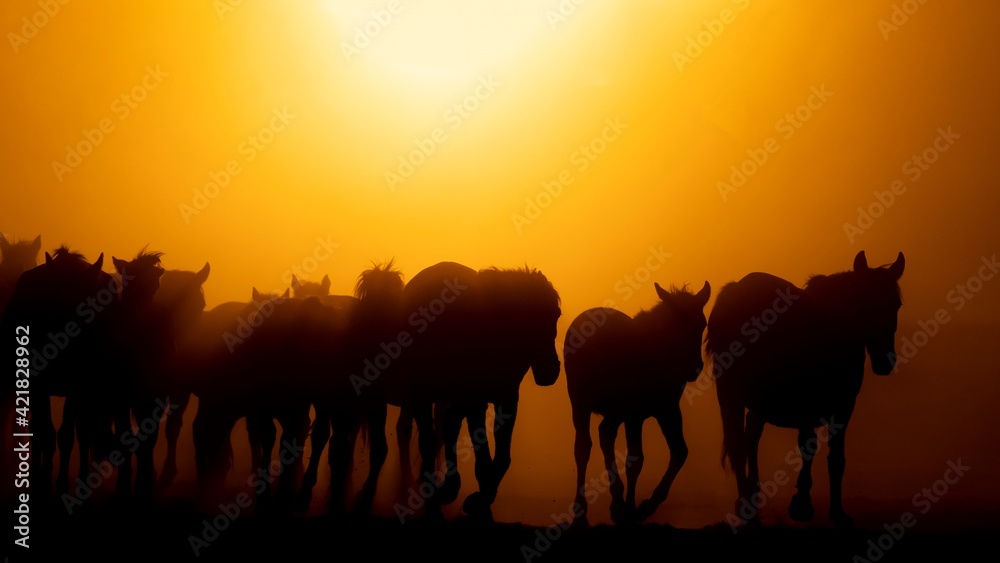 Silhouette Horses On Field Against Orange Sky - obrazy, fototapety, plakaty 