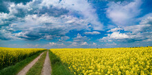 Panorama Of Rapeseed Field With Road