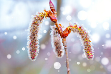 Wall Mural - a close up of male catkins on aspen in the april day. the flowers of aspen against the blue bokeh sk